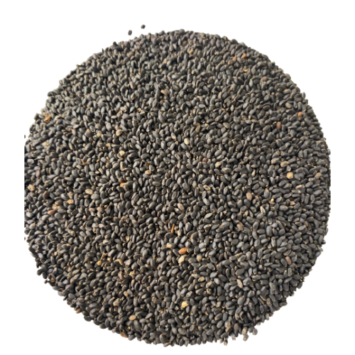 Basil Seeds Ocimum