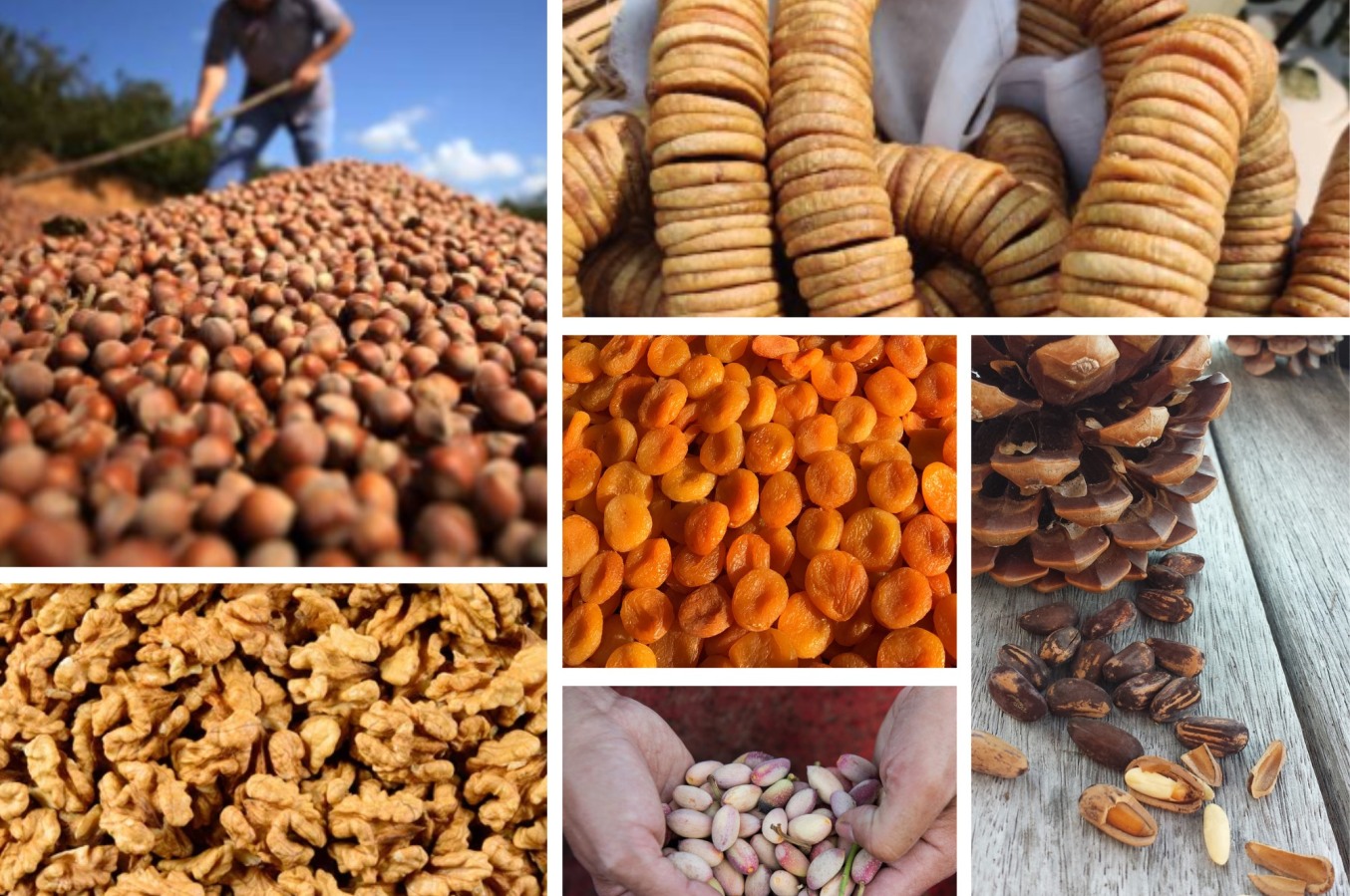 Dried-Fruits-Supplier-in-Dubai