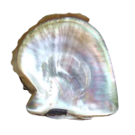 Mother-of-Pearl-shell