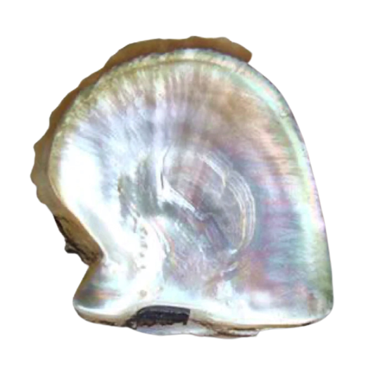 Mother-of-Pearl-shell